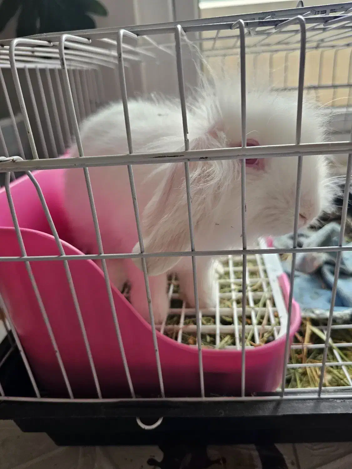 خرگوش لوپ|موش و خرگوش|کرج, فاز ۳ گوهردشت|دیوار