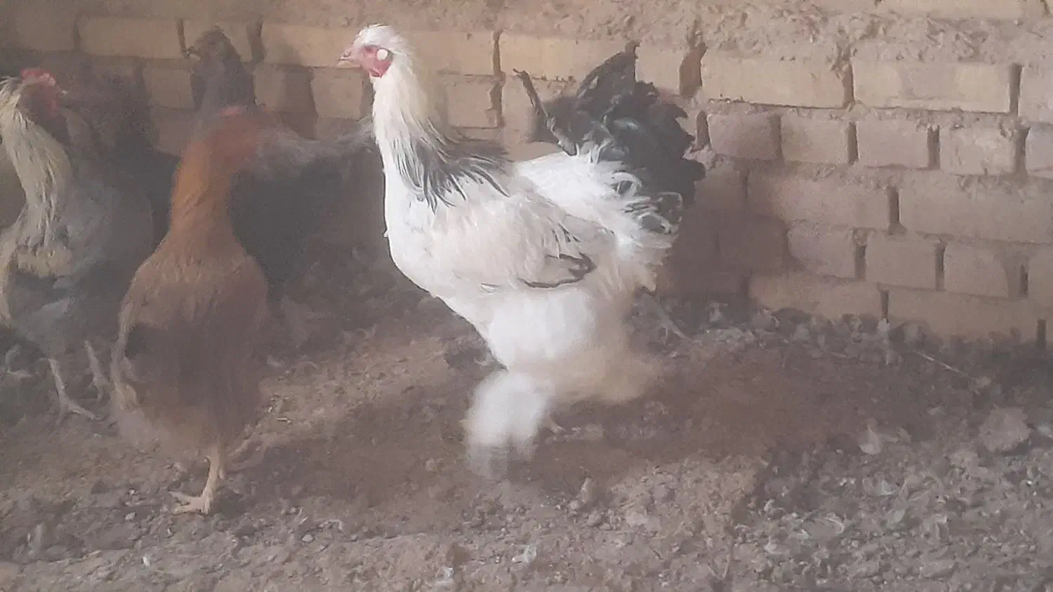 خروس برهما و تعدادی خروس معمولی و گلین|حیوانات مزرعه|اسفرورین, |دیوار