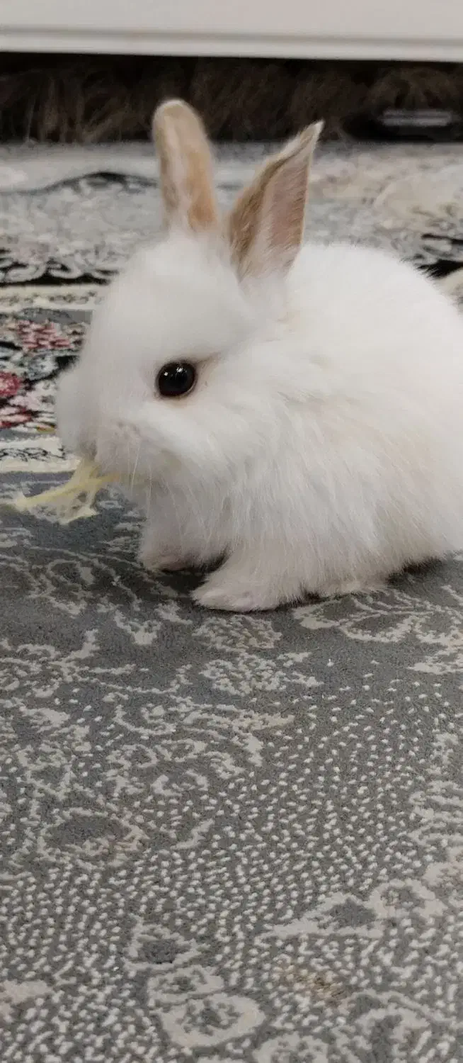 خرگوش مینیاتوری|موش و خرگوش|فولادشهر, مسکن مهر فولادشهر|دیوار