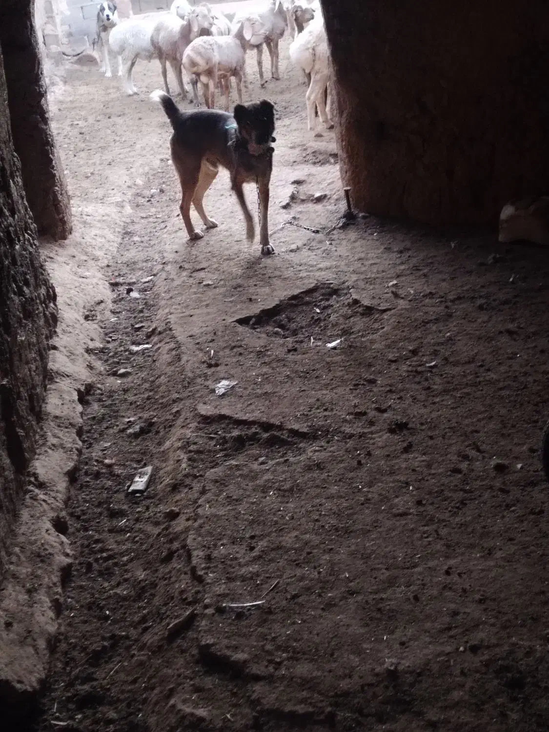 کفتر آدم خور|پرنده|بوژگان, |دیوار