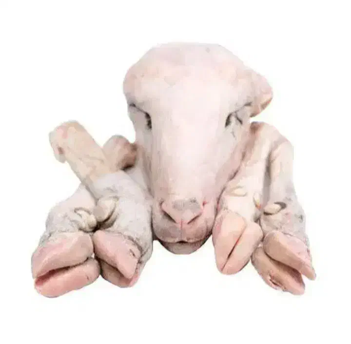 کله پاچه بره|خوردنی و آشامیدنی|مسجد سلیمان, |دیوار