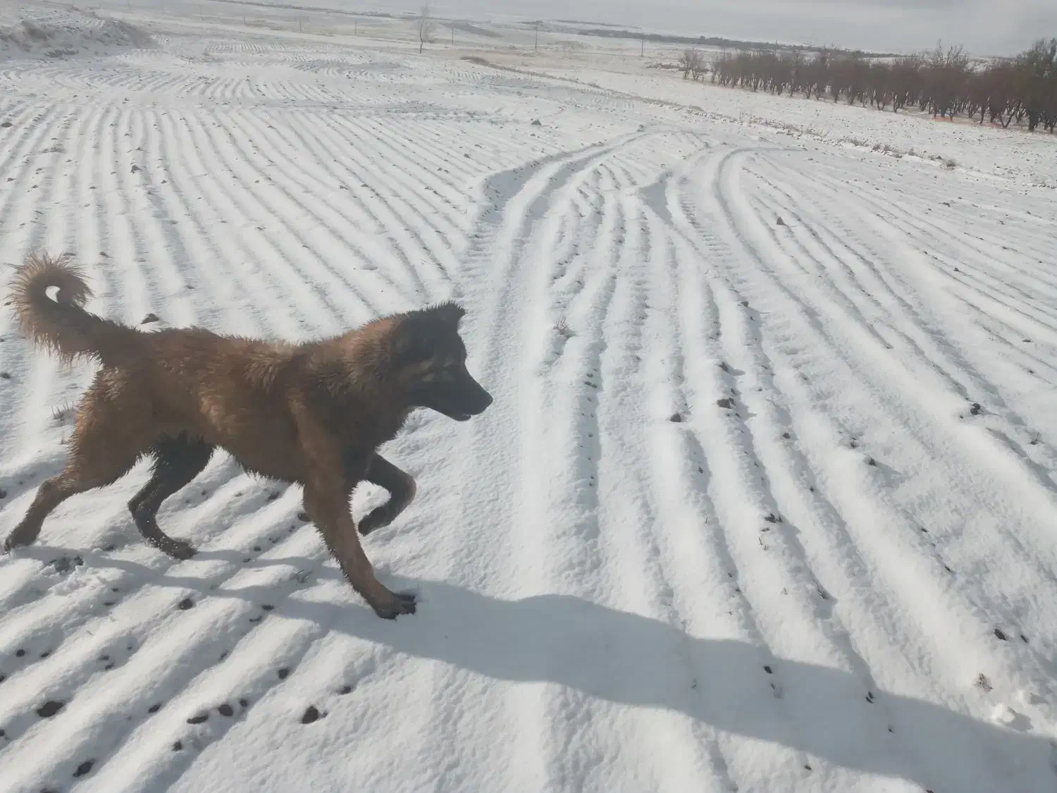سلام یک عدد توله سرابی ماده هشت ملیون|سگ|رزن, |دیوار