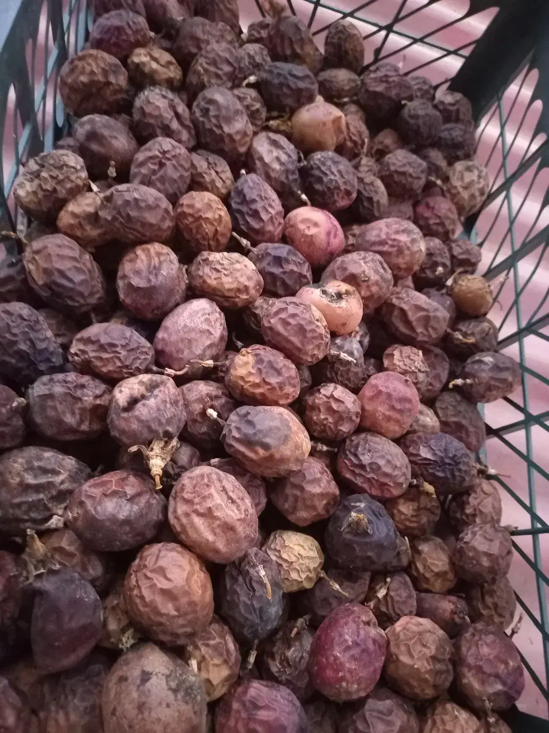 بذر پشن فروت تعداد ۲۰۰ عدد موجود هست|گل و گیاه طبیعی|اسالم, |دیوار