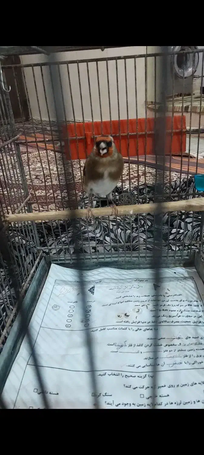 ۲ عدد سره کرمانی|پرنده|خاوران, |دیوار