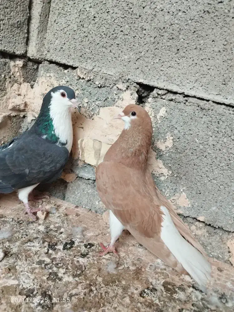 نرماده رنگی|پرنده|اهواز, امانیه|دیوار