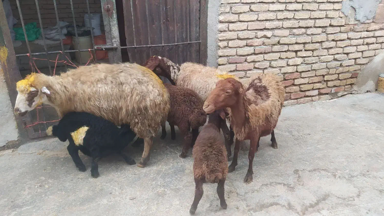 3عددمیش وبره|حیوانات مزرعه|کرمانشاه, |دیوار