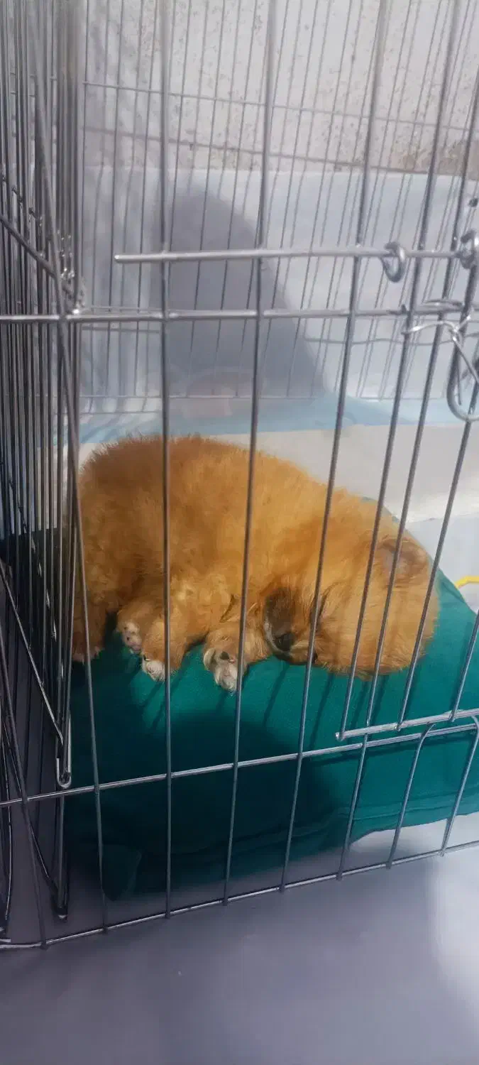 سگ پامر خرسی ۱۵ میلیونی|سگ|آمل, |دیوار