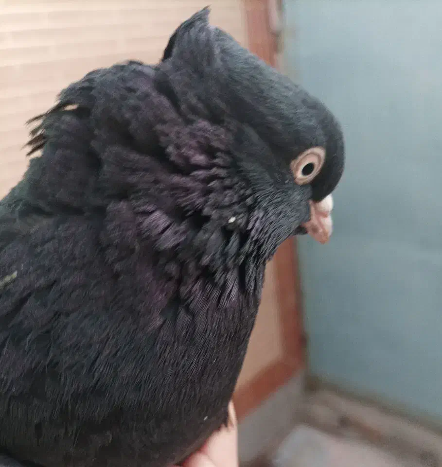 زاغ ابادانی|پرنده|سیرجان, |دیوار