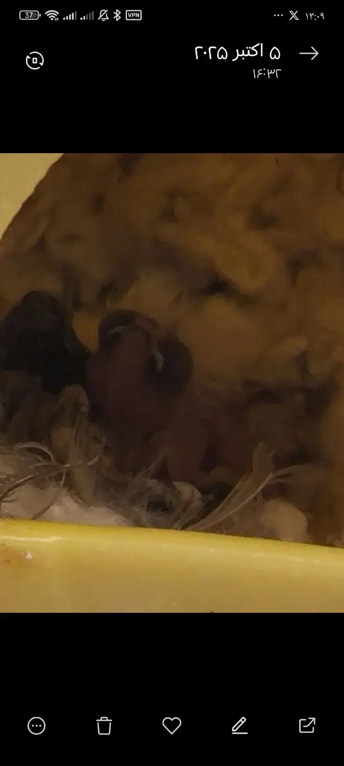 فنچ مولد همراه با تخم|پرنده|فولادشهر, B2|دیوار