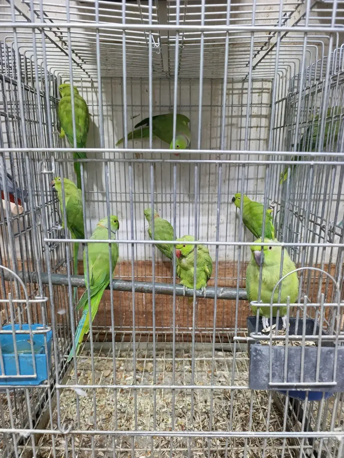 طوطی سبز ملنگو نر ماده موجود|پرنده|اصفهان, عطار نیشابوری|دیوار