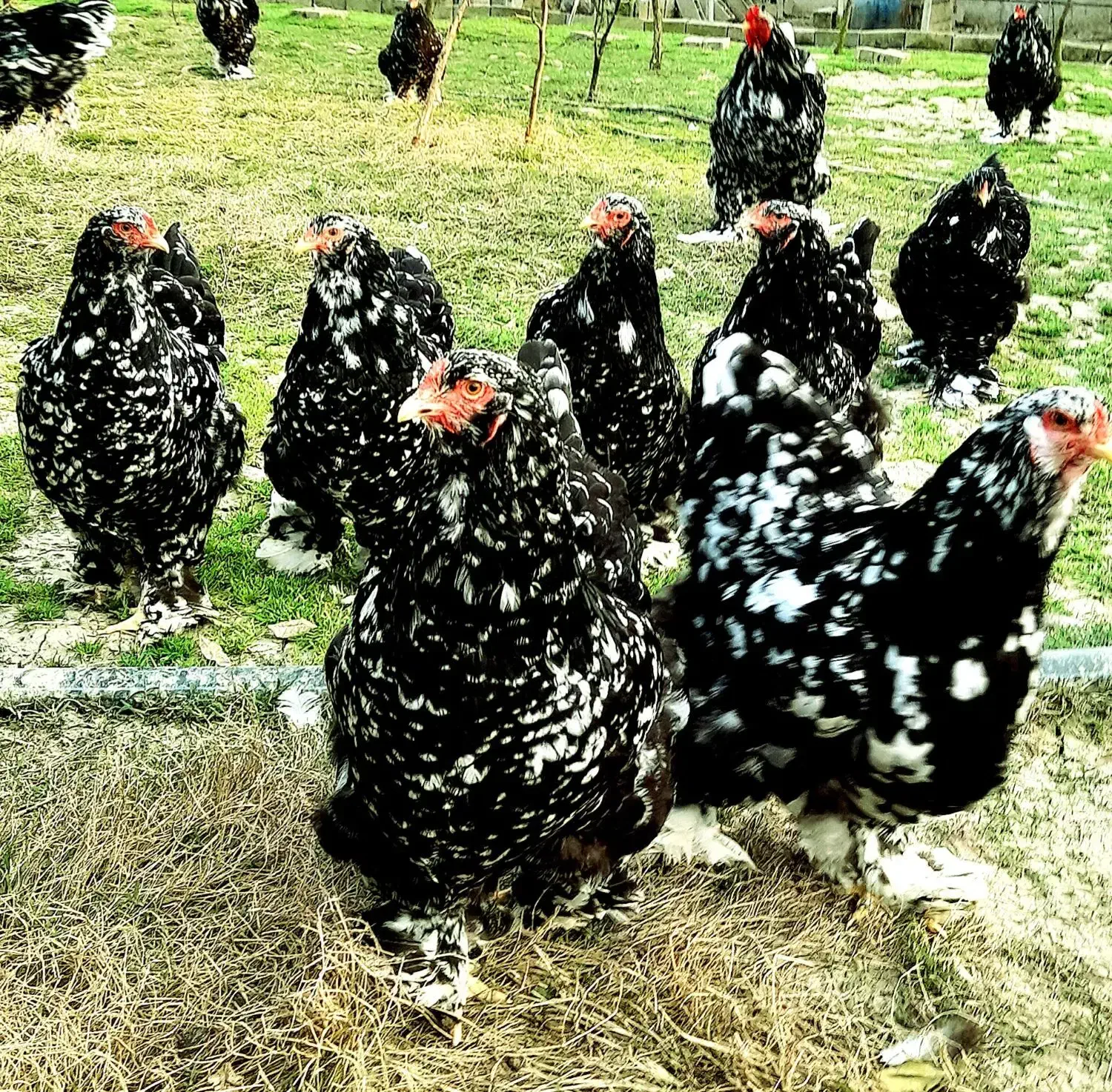 ارائه جوجه برهما وارداتی در رنگ های متنوع|حیوانات مزرعه|قائم‌شهر, |دیوار