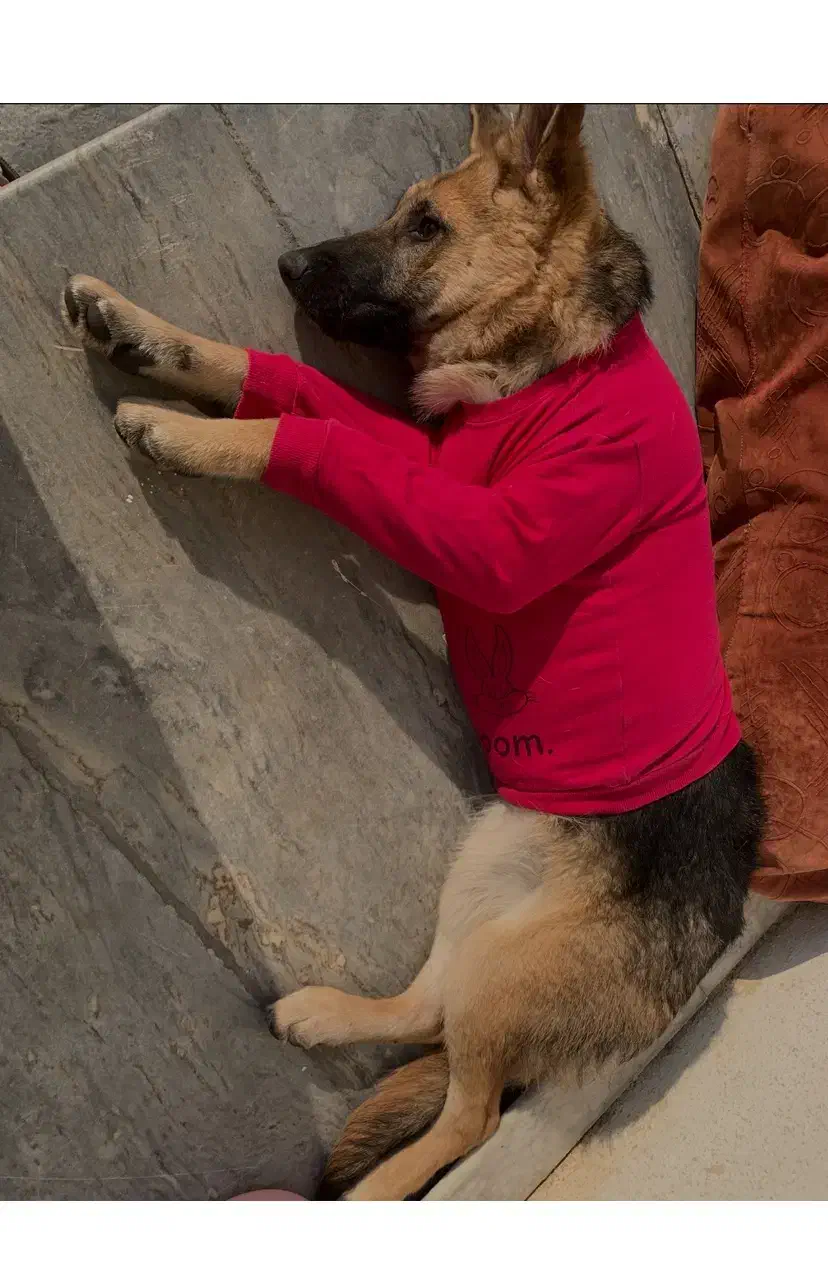 واگذاری ژرمن شپرد ماده|سگ|قائم‌شهر, |دیوار