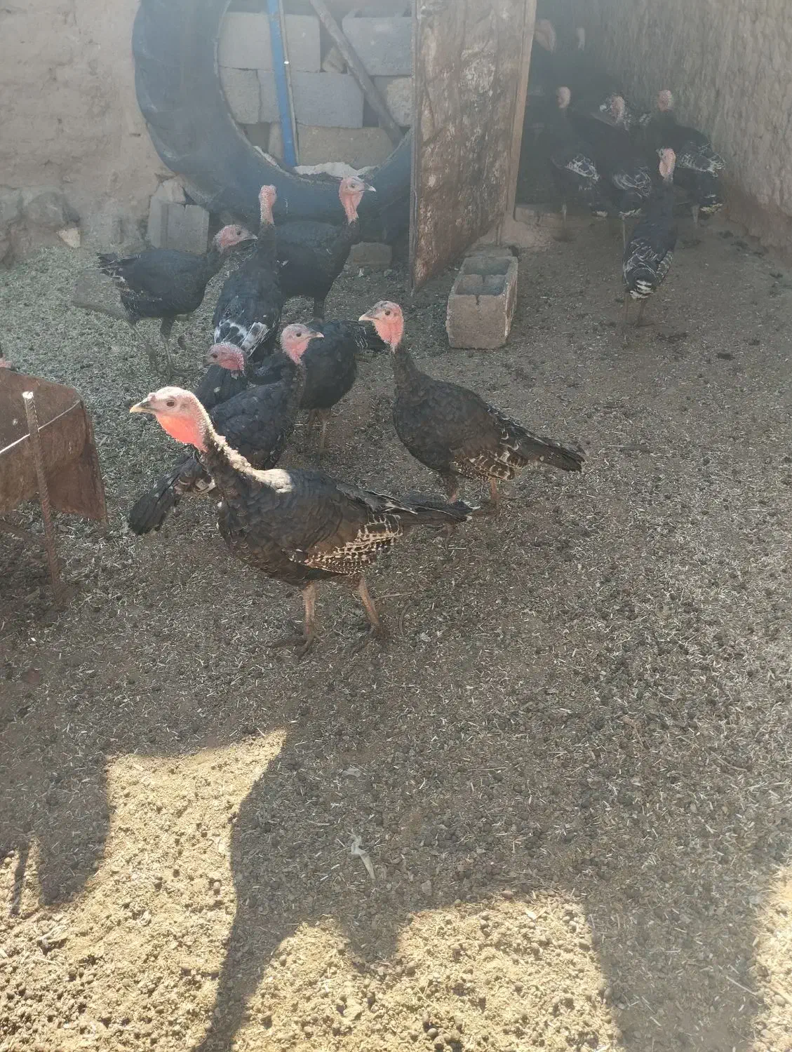 تعداد 18عدد بوقلمون برنزه|حیوانات مزرعه|خواف, |دیوار