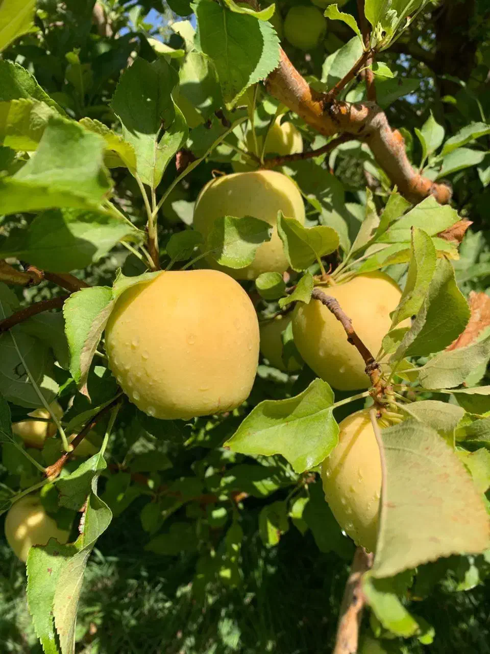 نهالستان گردو پسته های دیرگل و پربار پالیز|خدمات باغبانی و درختکاری|چالوس, |دیوار