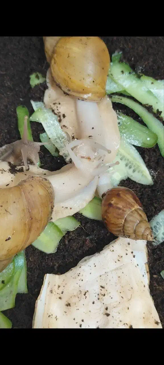 فروش حلزون به قیمت عمده|خزنده|شیراز, شهرک بزین|دیوار