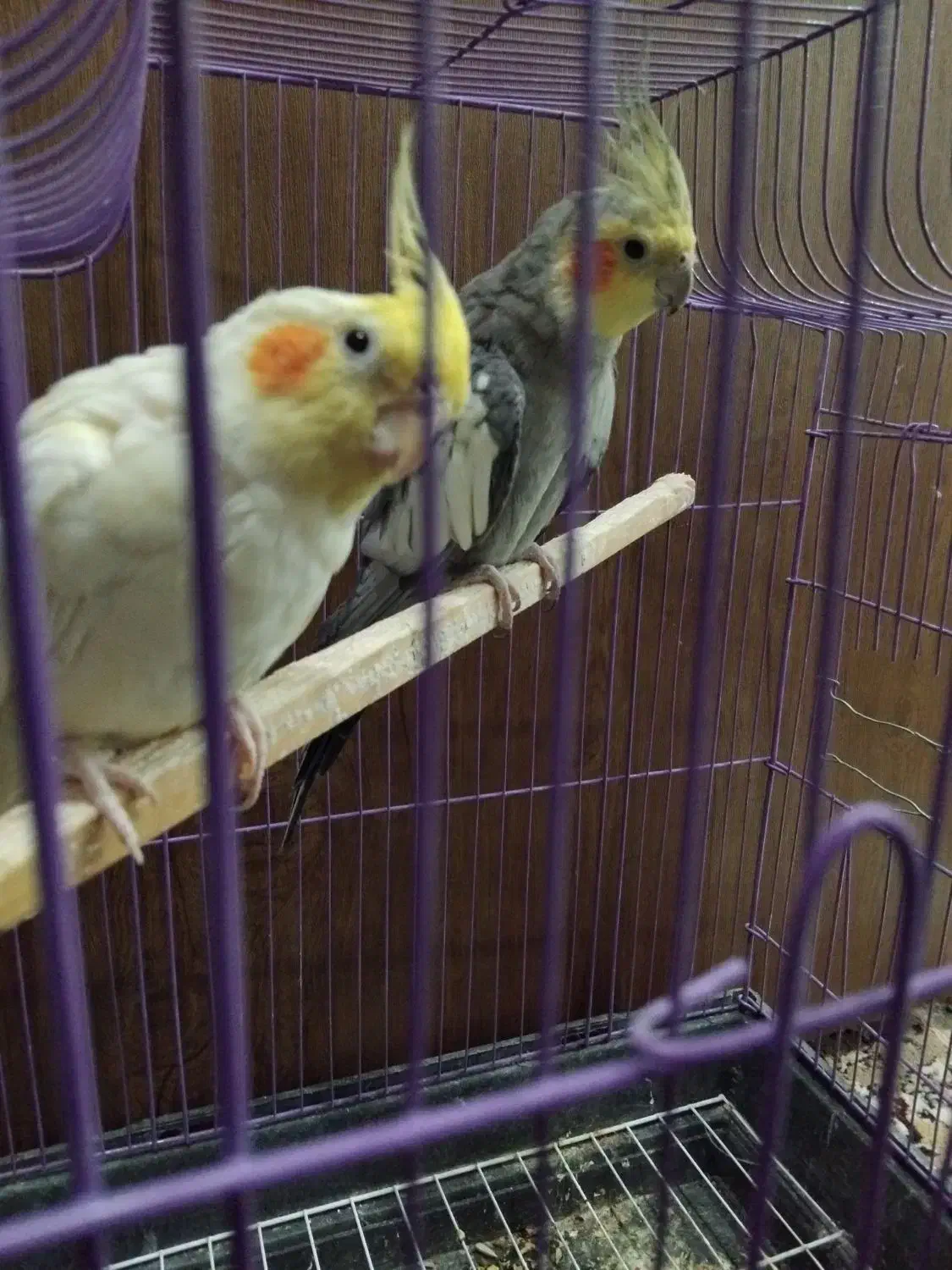 عروس هلندی|پرنده|کاشان, مشکات|دیوار