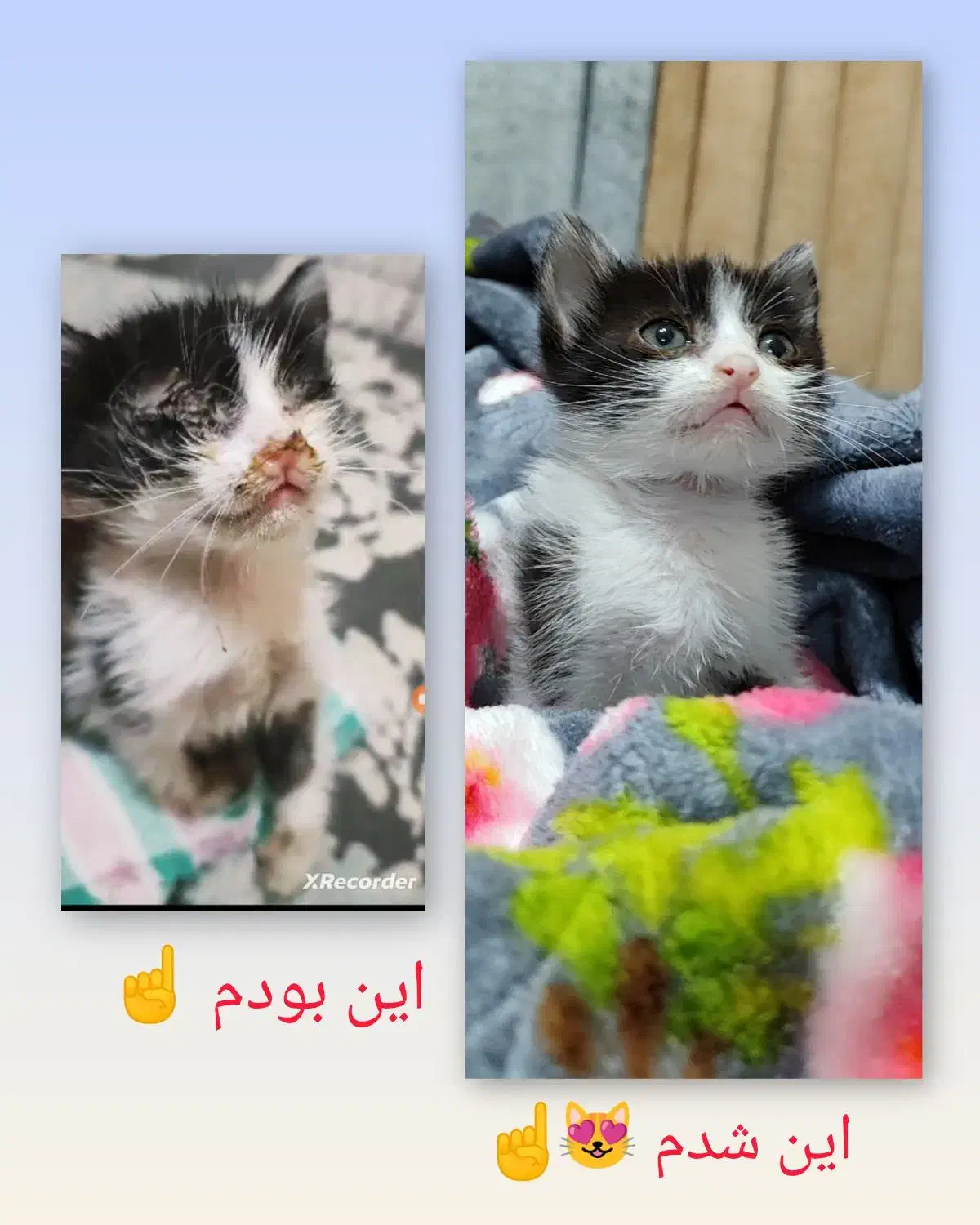 واگذاری بچه گربه دو ماهه ماده|گربه|آستانه اشرفیه, |دیوار