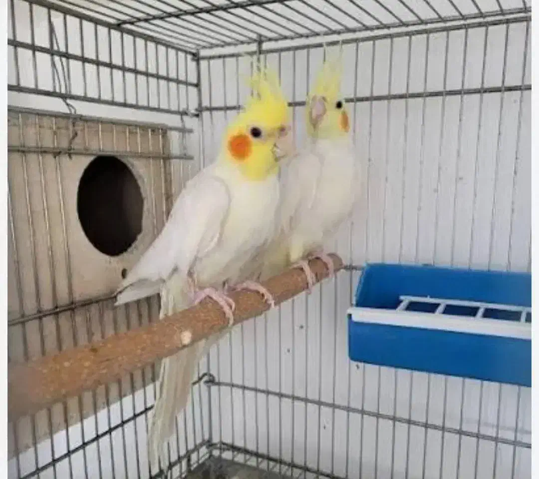 جفت عروس هلندی|پرنده|فسا, |دیوار