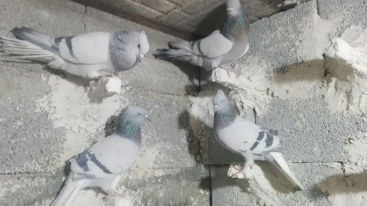 دمسفید کفتر|پرنده|سیدان, |دیوار