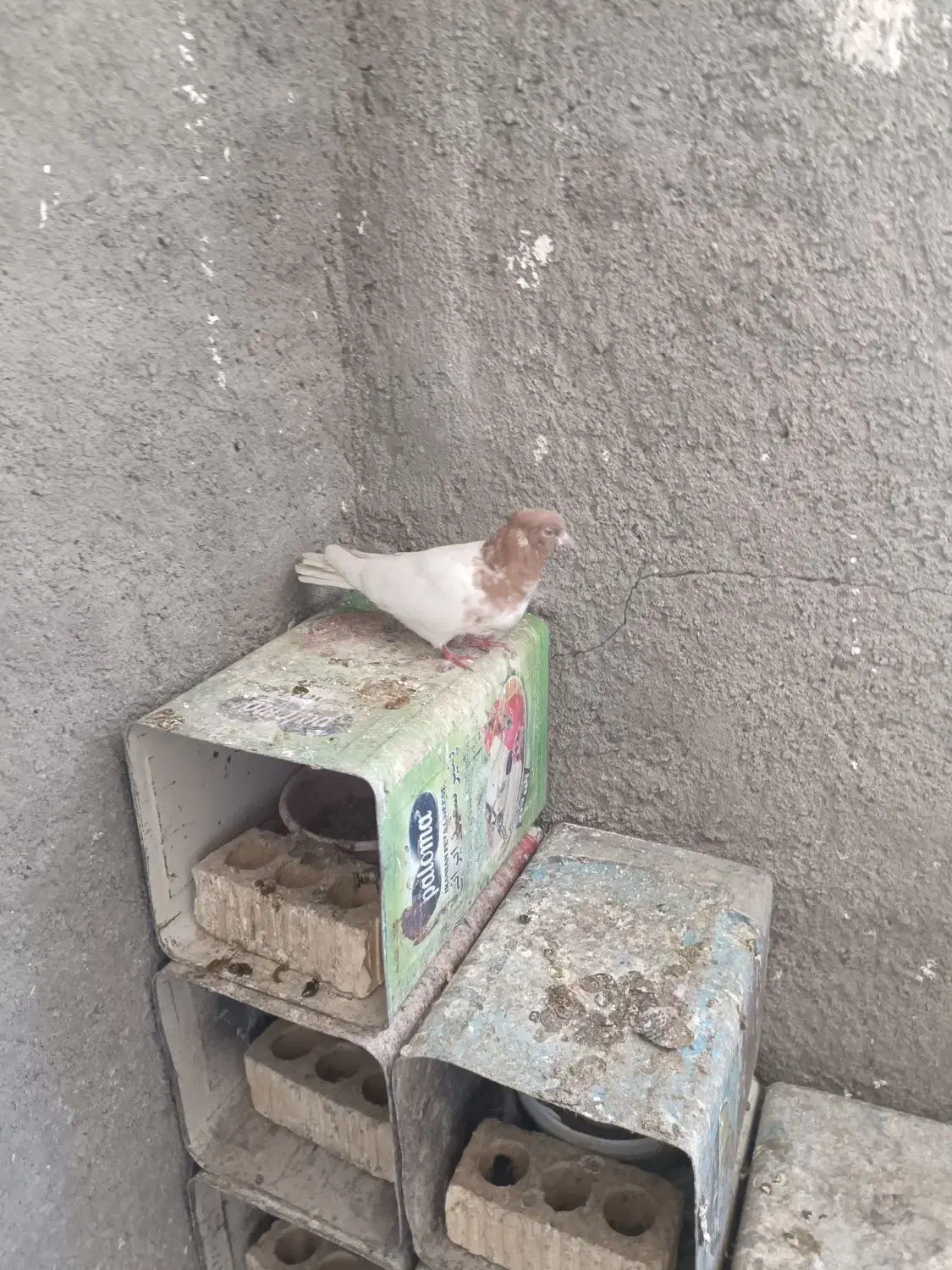 کفتر ماده کله ای|پرنده|دورود, |دیوار