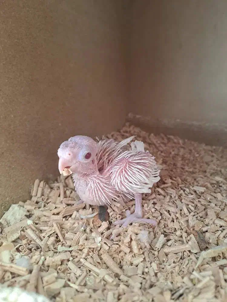 جوجه عروس هلندی|پرنده|خمینیشهر, |دیوار