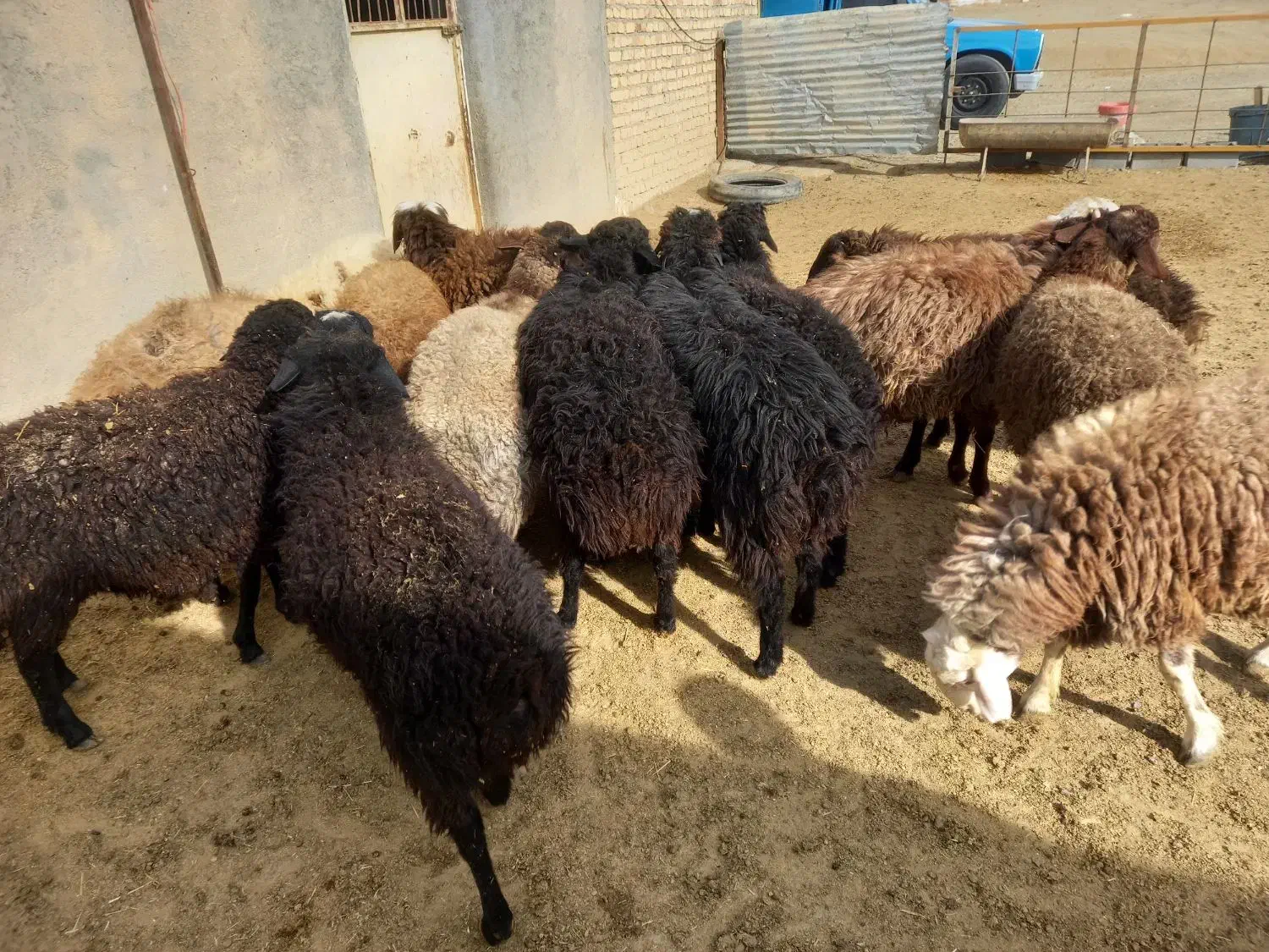 ۱۲ عدد بره نر بفرش میرسد|حیوانات مزرعه|کمیجان, |دیوار