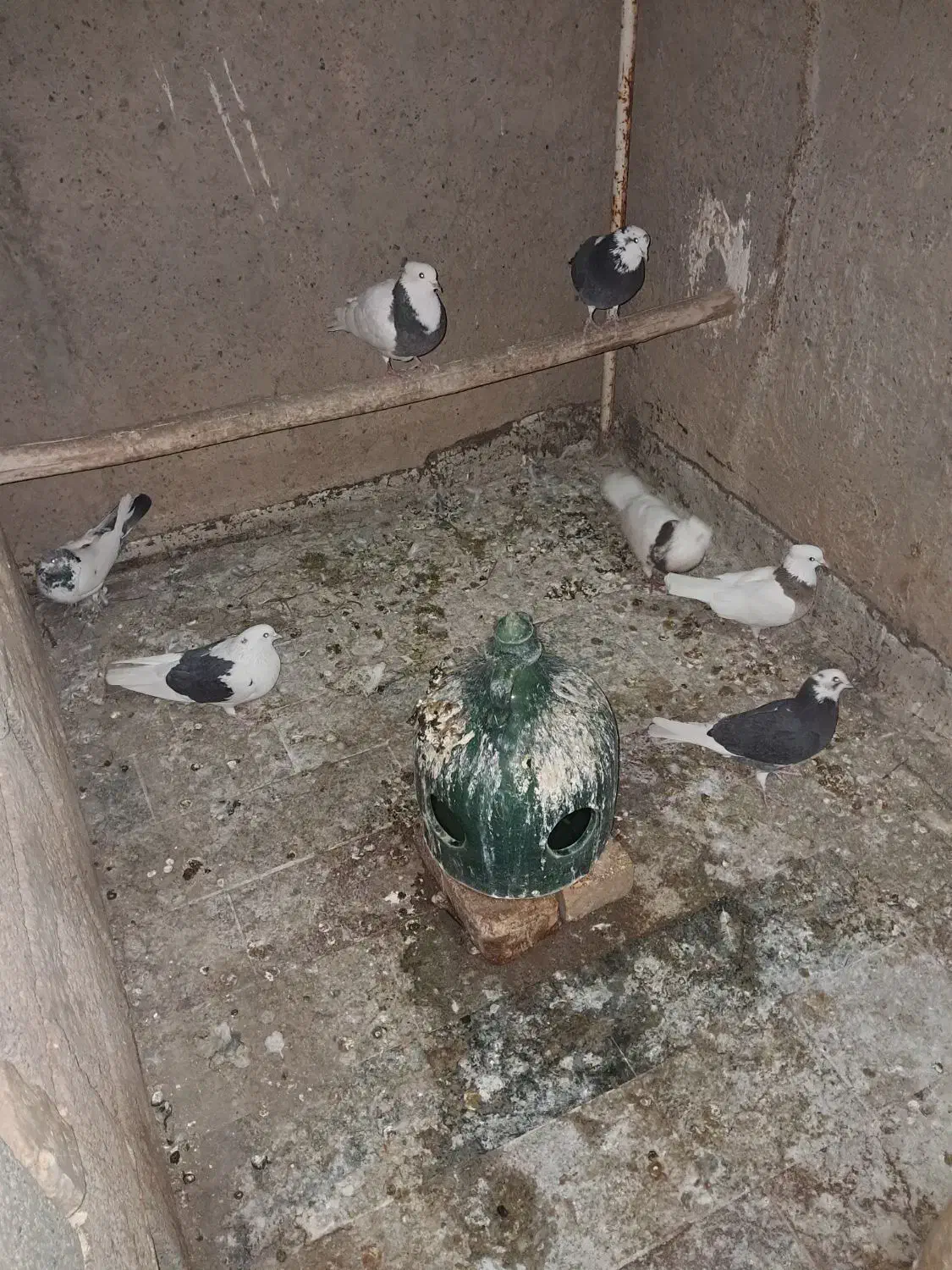 کفتر|پرنده|خمینی‌شهر, |دیوار