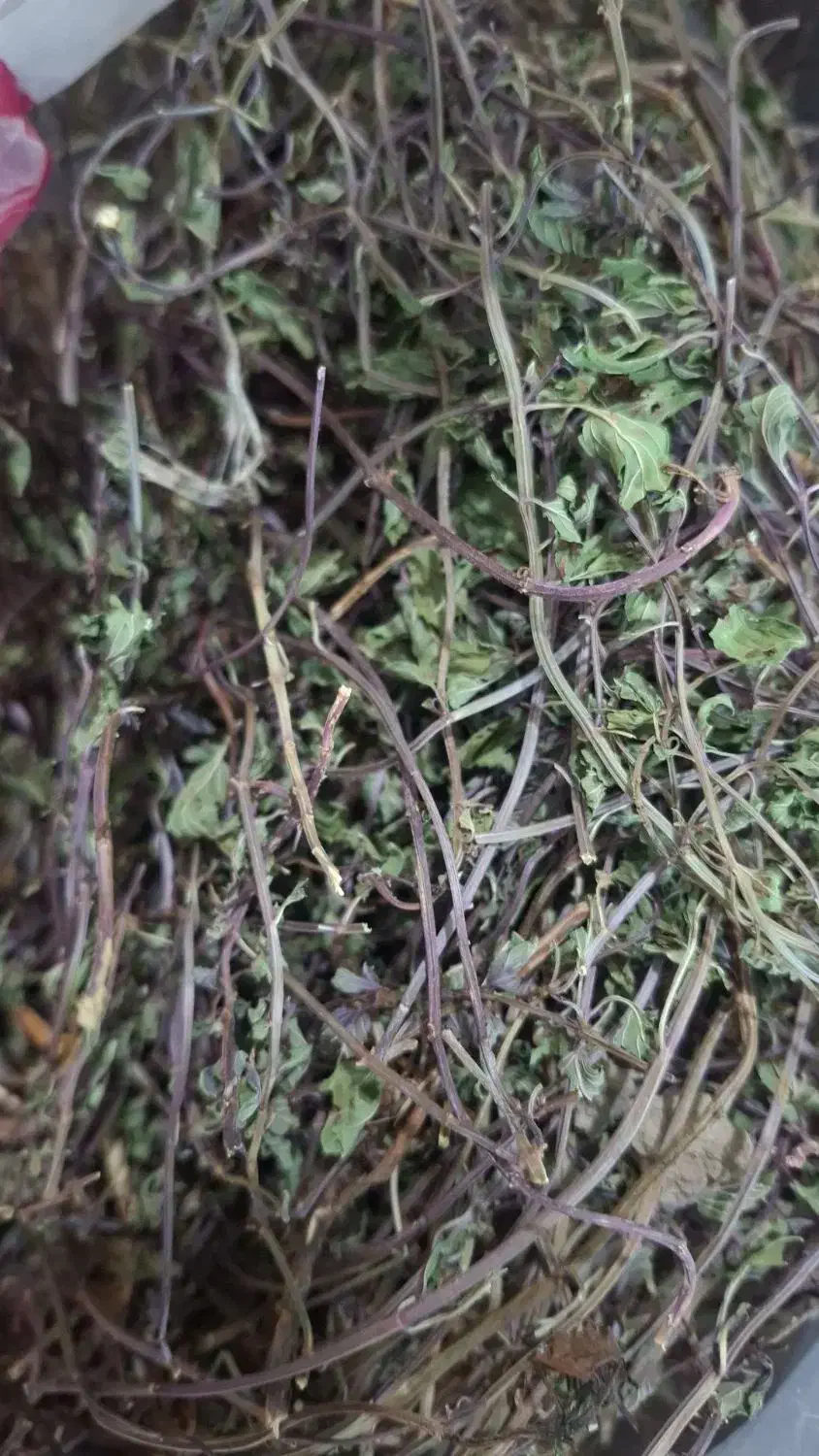 نعناع فلفلی عمده|عمده‌فروشی|مرند, |دیوار