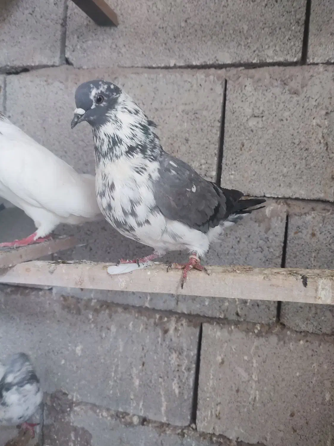 کبوتر پرشی شوط|پرنده|ماکو, |دیوار