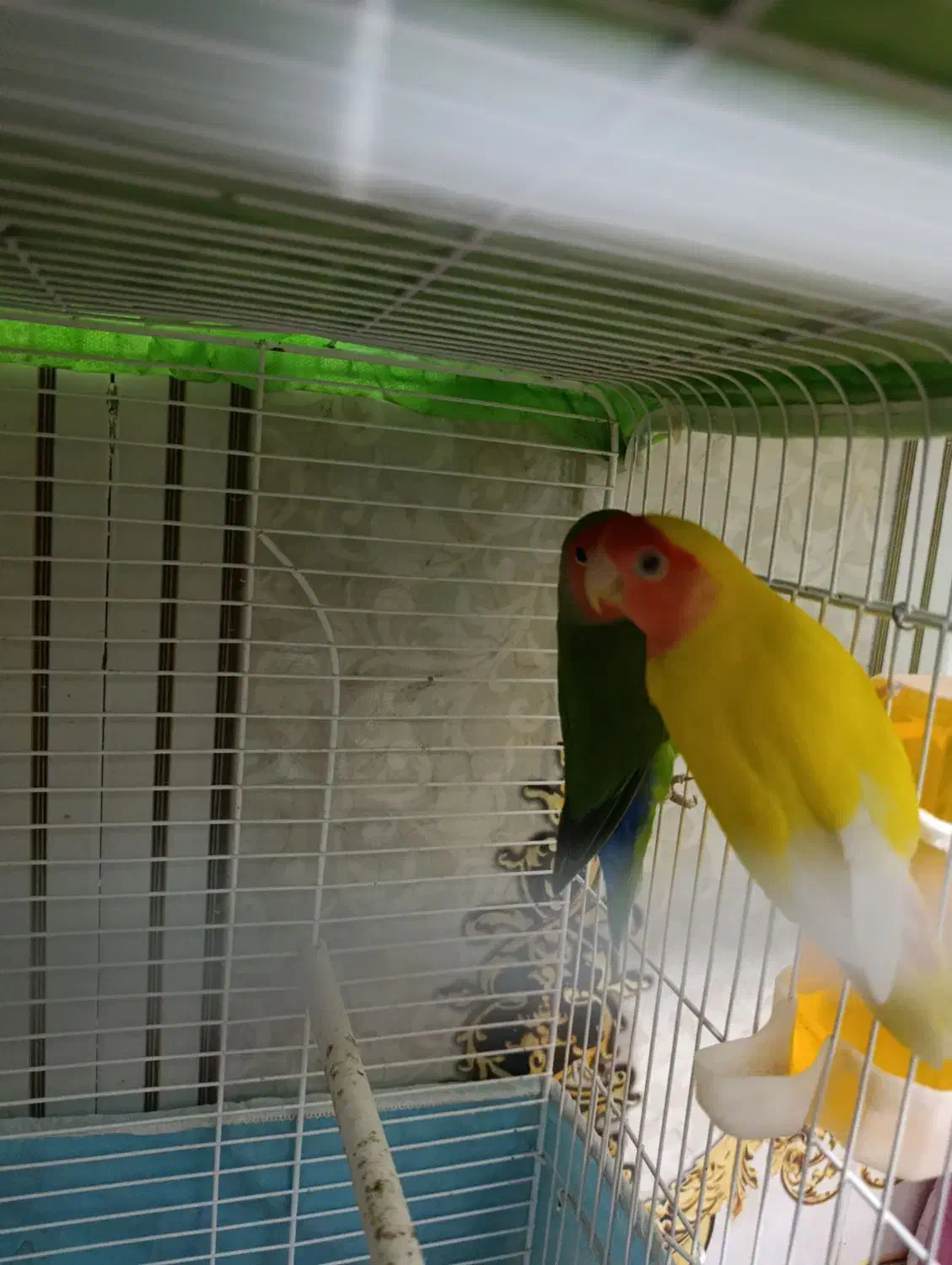 طوطی برزیلی|پرنده|سوسنگرد, |دیوار