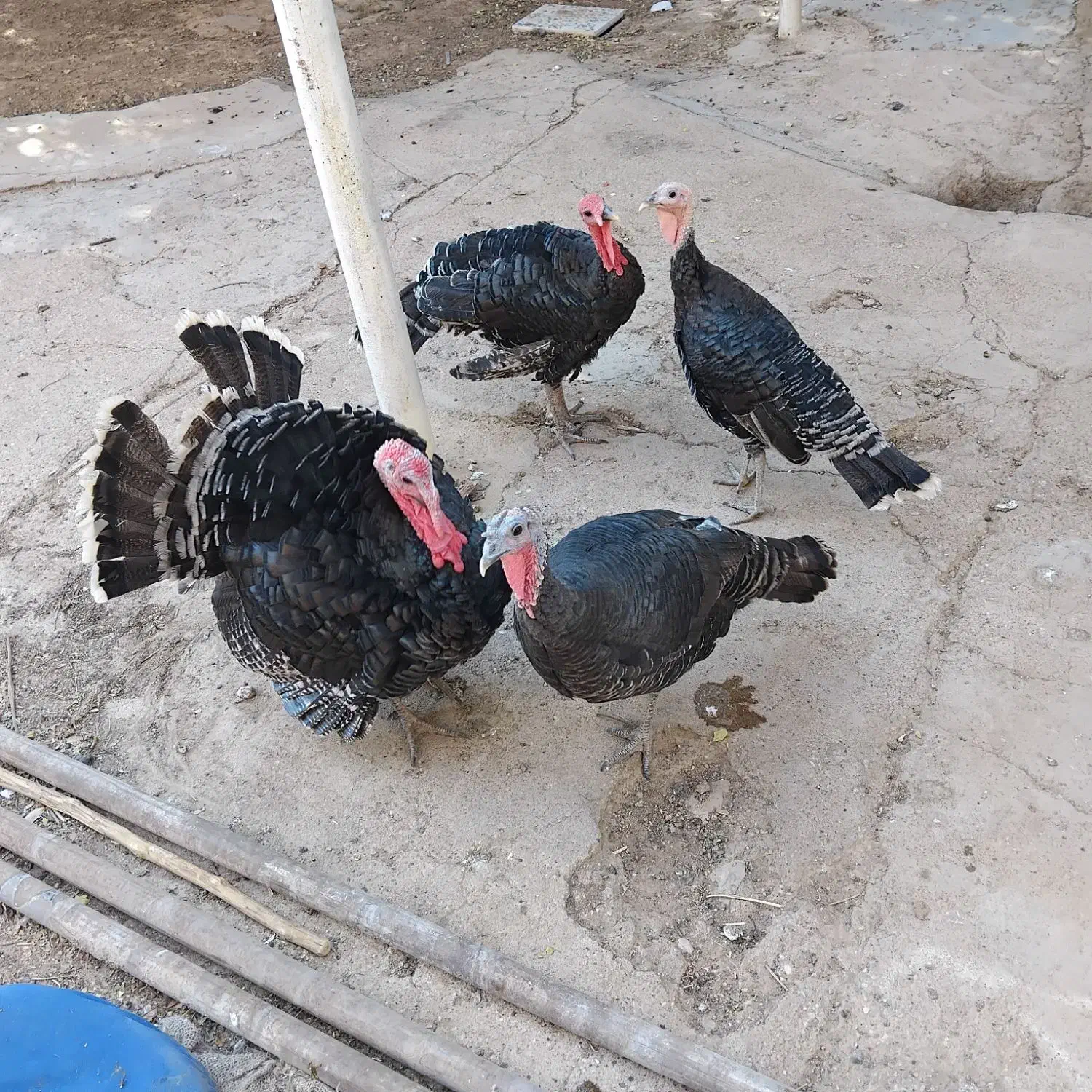 بوقلمون|حیوانات مزرعه|مسجد سلیمان, |دیوار