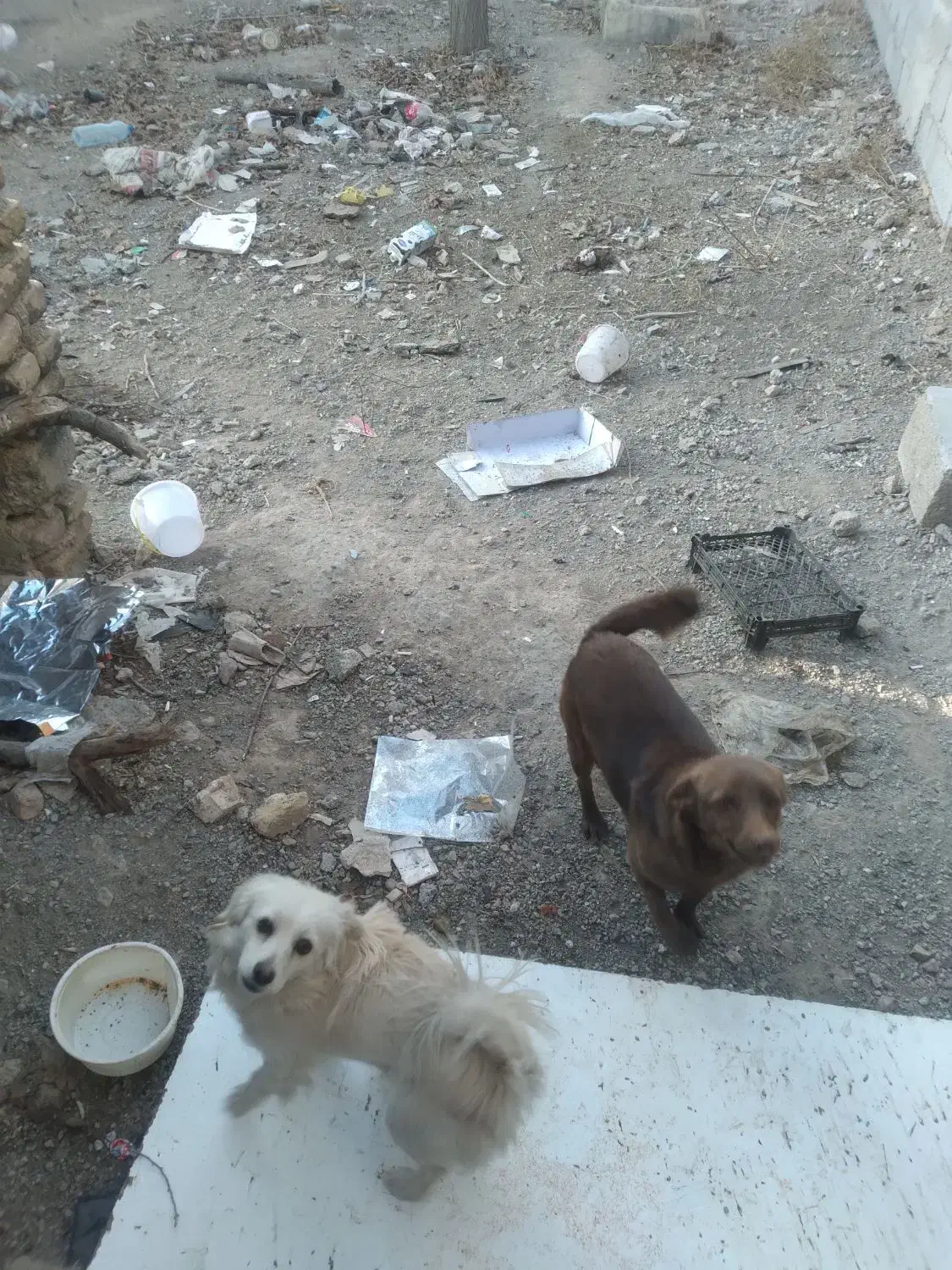 دو عدد پا کوتاه یک نر یک ماده|سگ|صوفیان, |دیوار