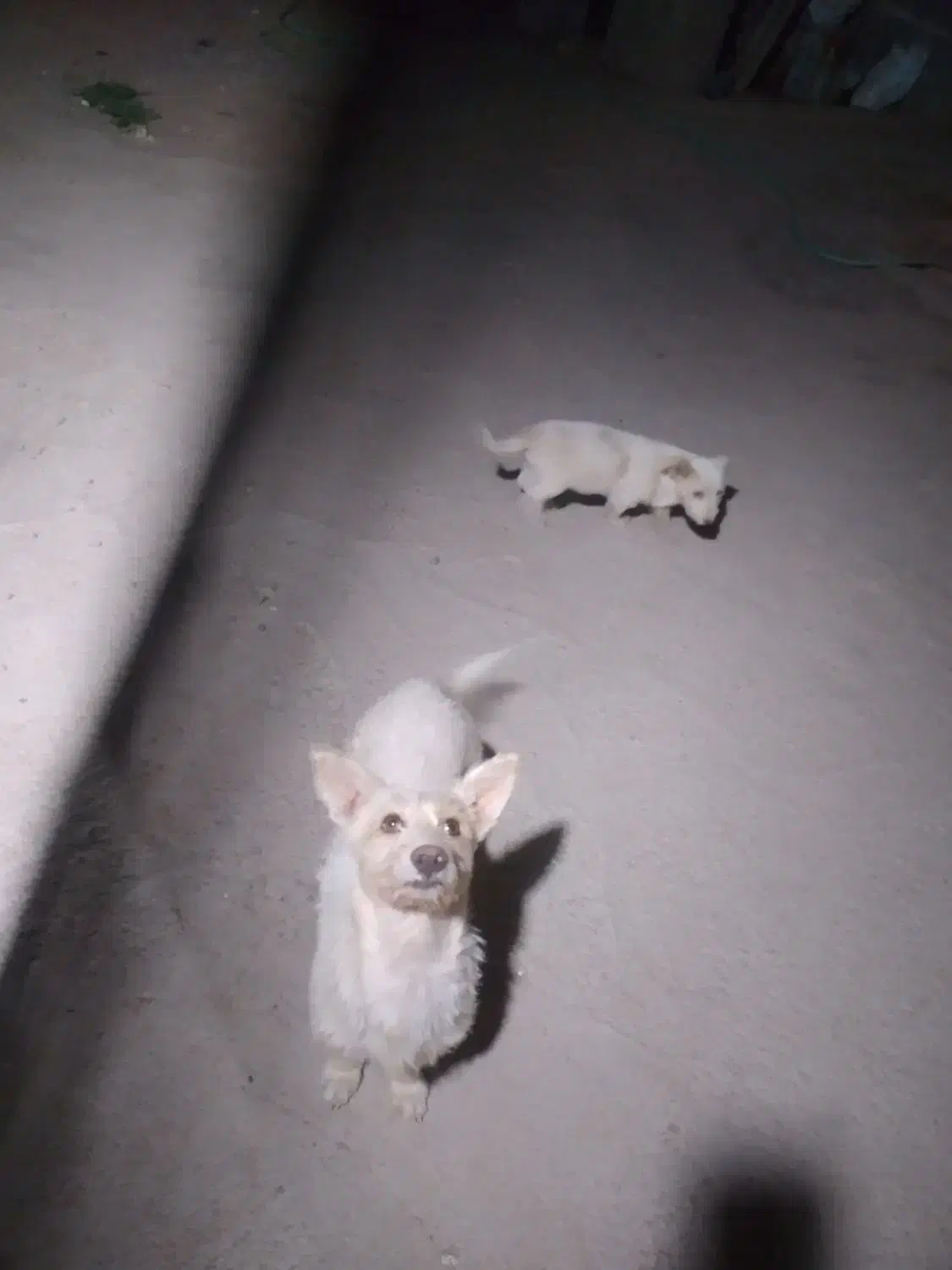 سگ پاکوتاه پدرپسرمعاوضه باکفتر|سگ|زرند, |دیوار