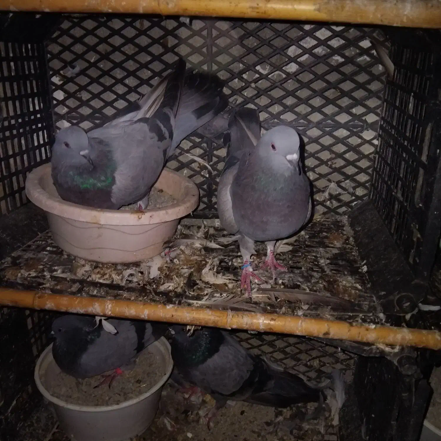 جفتی ۷۰۰۰۰۰۰|پرنده|سیجوال, |دیوار