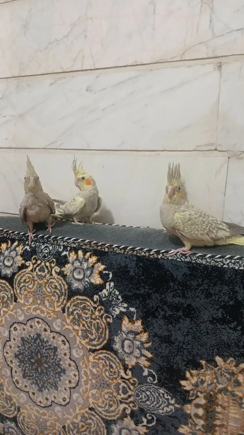 چهار عدد عروس هلندی|پرنده|آبیک, |دیوار