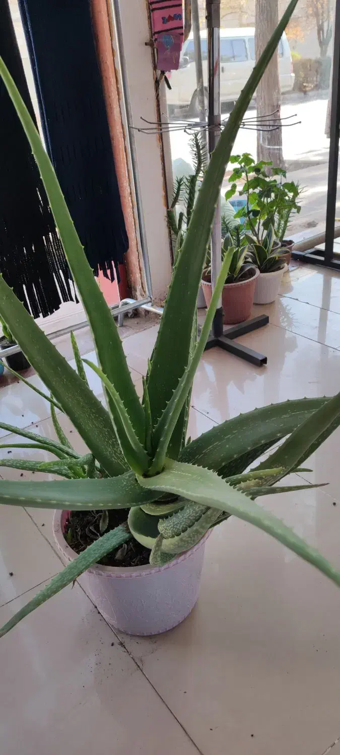 الوئه ورا خیلی بزرگ|گل و گیاه طبیعی|سبزوار, توحیدشهر|دیوار