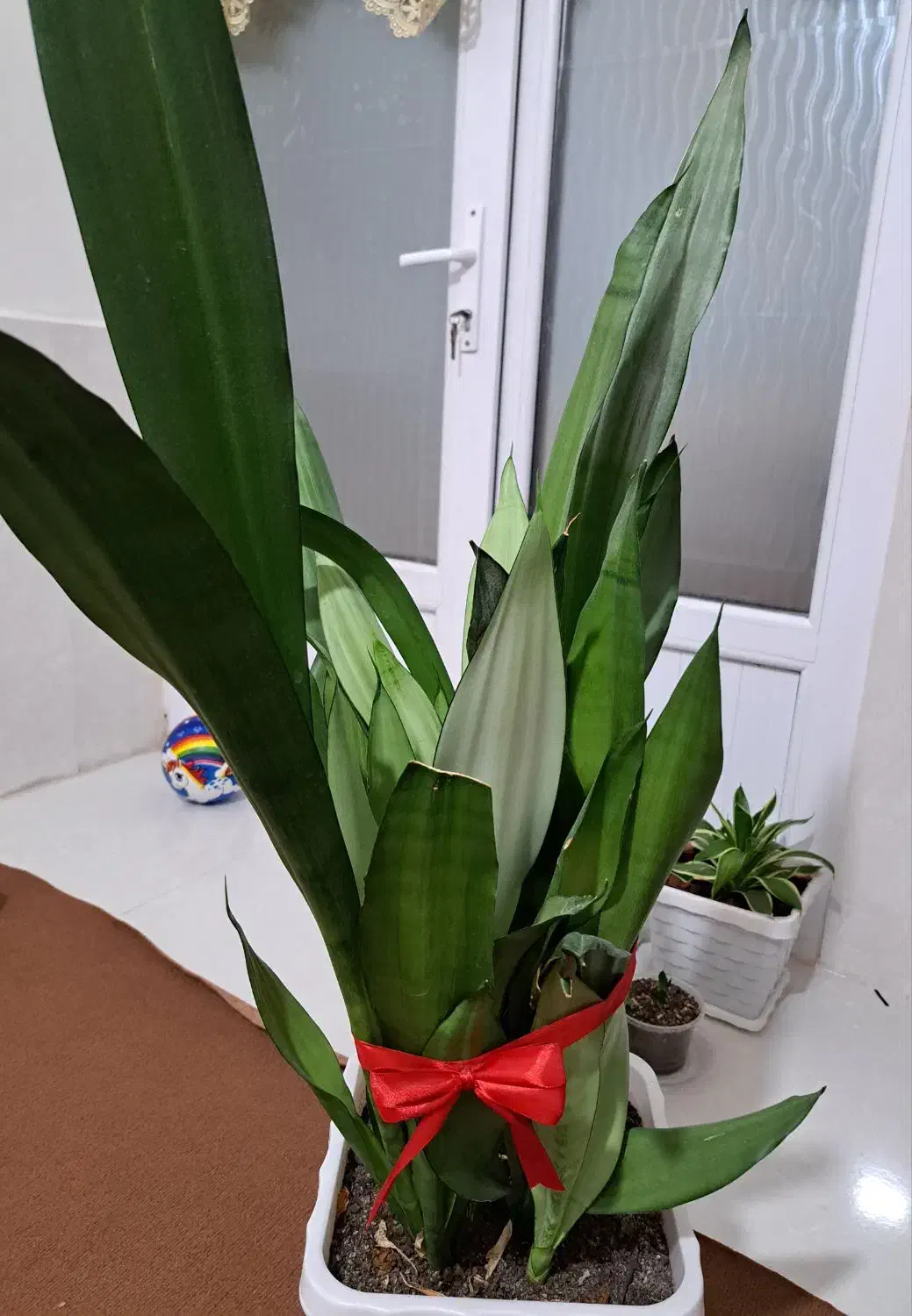 سانس مهتابی|گل و گیاه طبیعی|بندرعباس, |دیوار