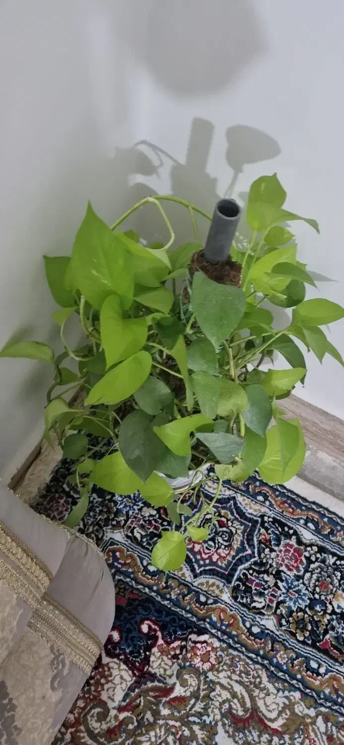 یک باب منزل مسکونی سرفاریاب مرکزی|اجارهٔ خانه و ویلا|سرفاریاب, |دیوار