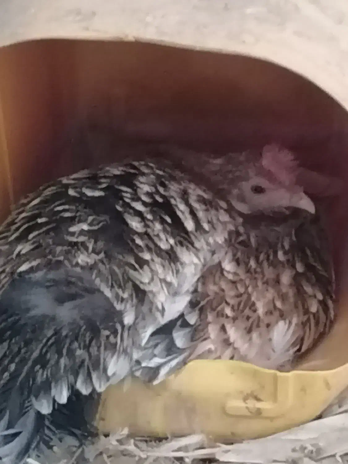 مرغ گلین کرچ تخته|حیوانات مزرعه|کشکوئیه, |دیوار