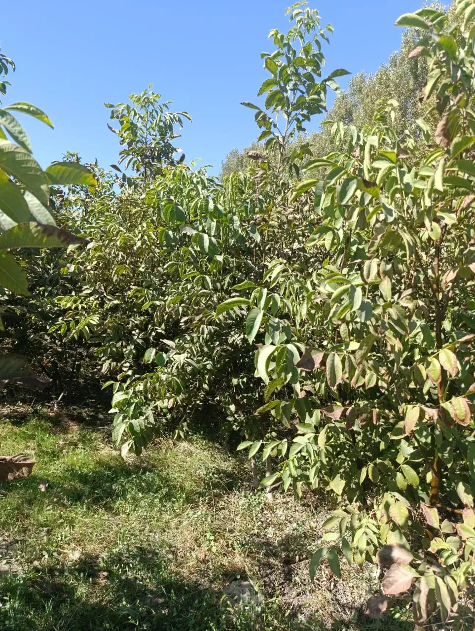 مرغوب تـرین نهـالــهای پــیوندی|خدمات باغبانی و درختکاری|رودبار, |دیوار