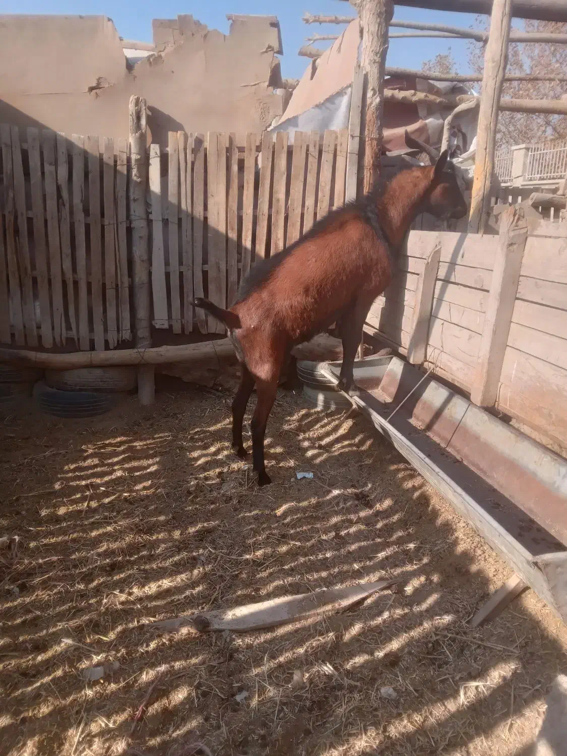 نربز آلپاین|حیوانات مزرعه|قدس, شهر‌قدس|دیوار