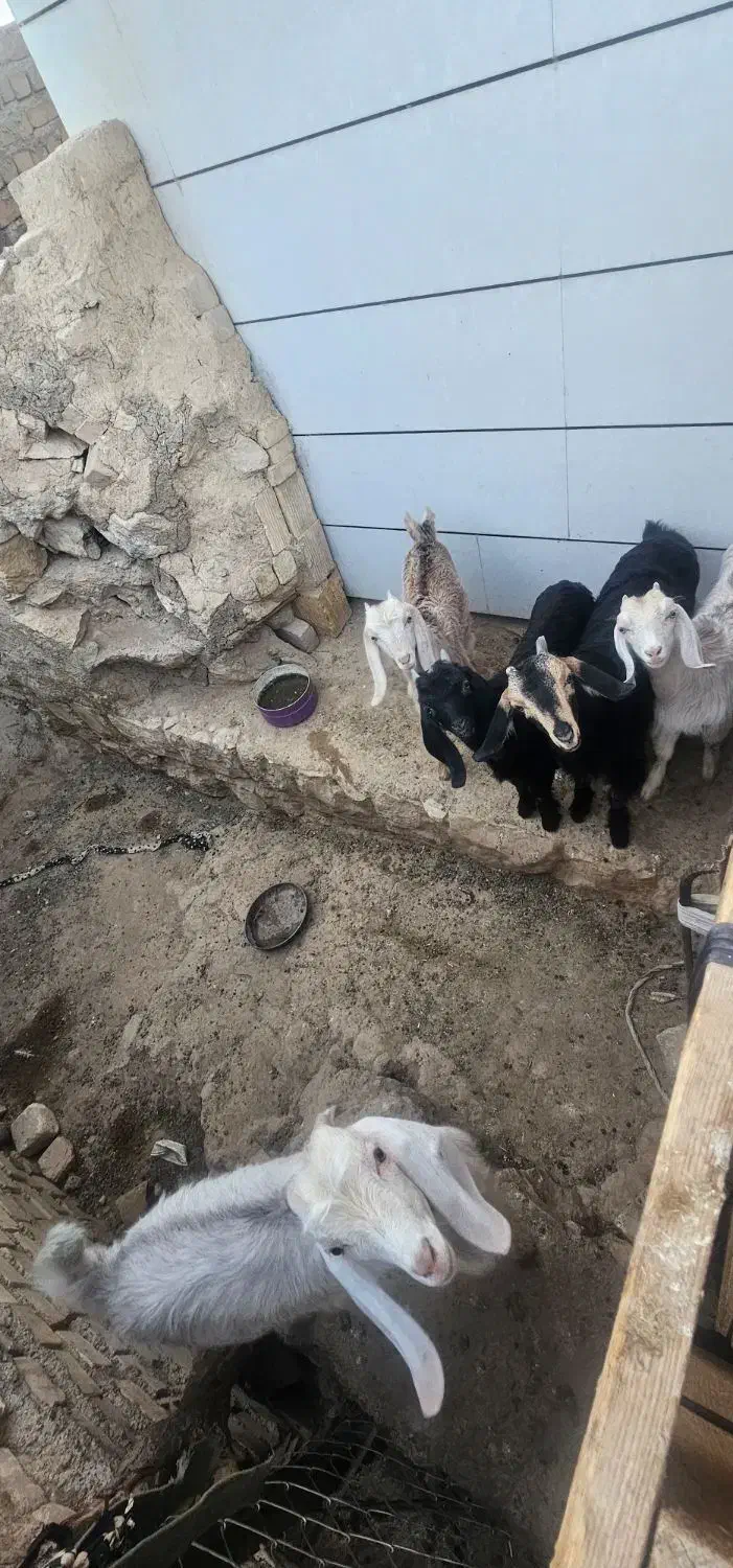 چپیش|حیوانات مزرعه|رومشکان, |دیوار