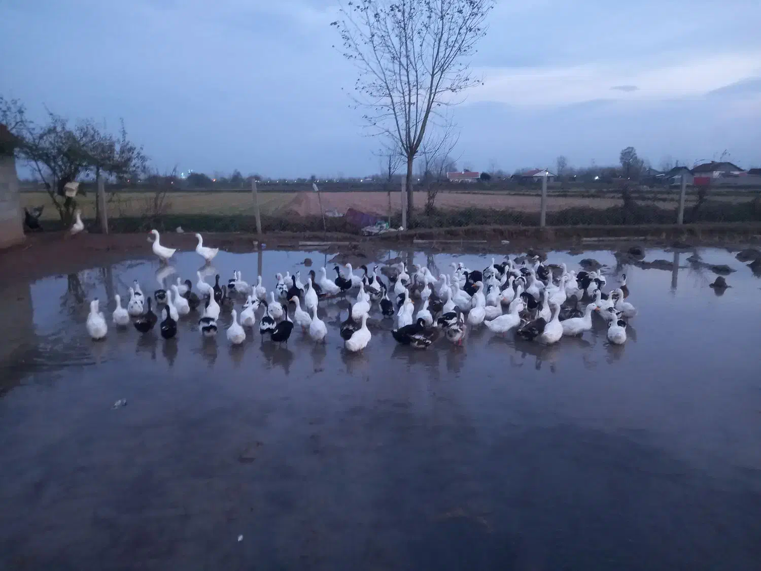 اردک ۳ ماهه نر و ماده|حیوانات مزرعه|آستانه اشرفیه, |دیوار