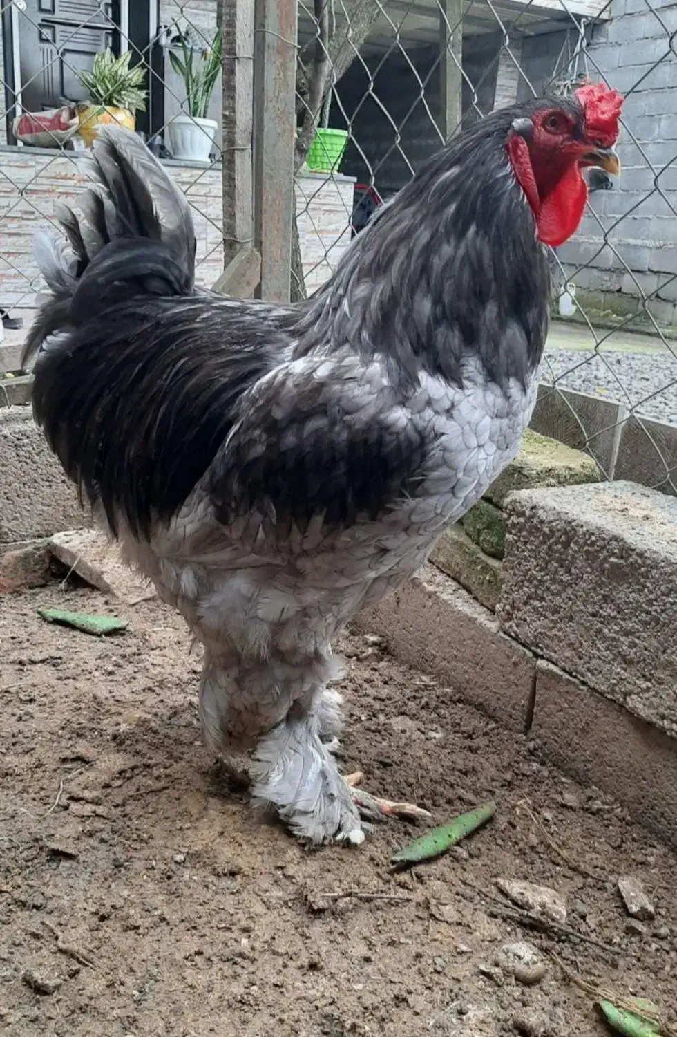 تخم برهما نطفه دار ضمانت دار|حیوانات مزرعه|آمل, |دیوار