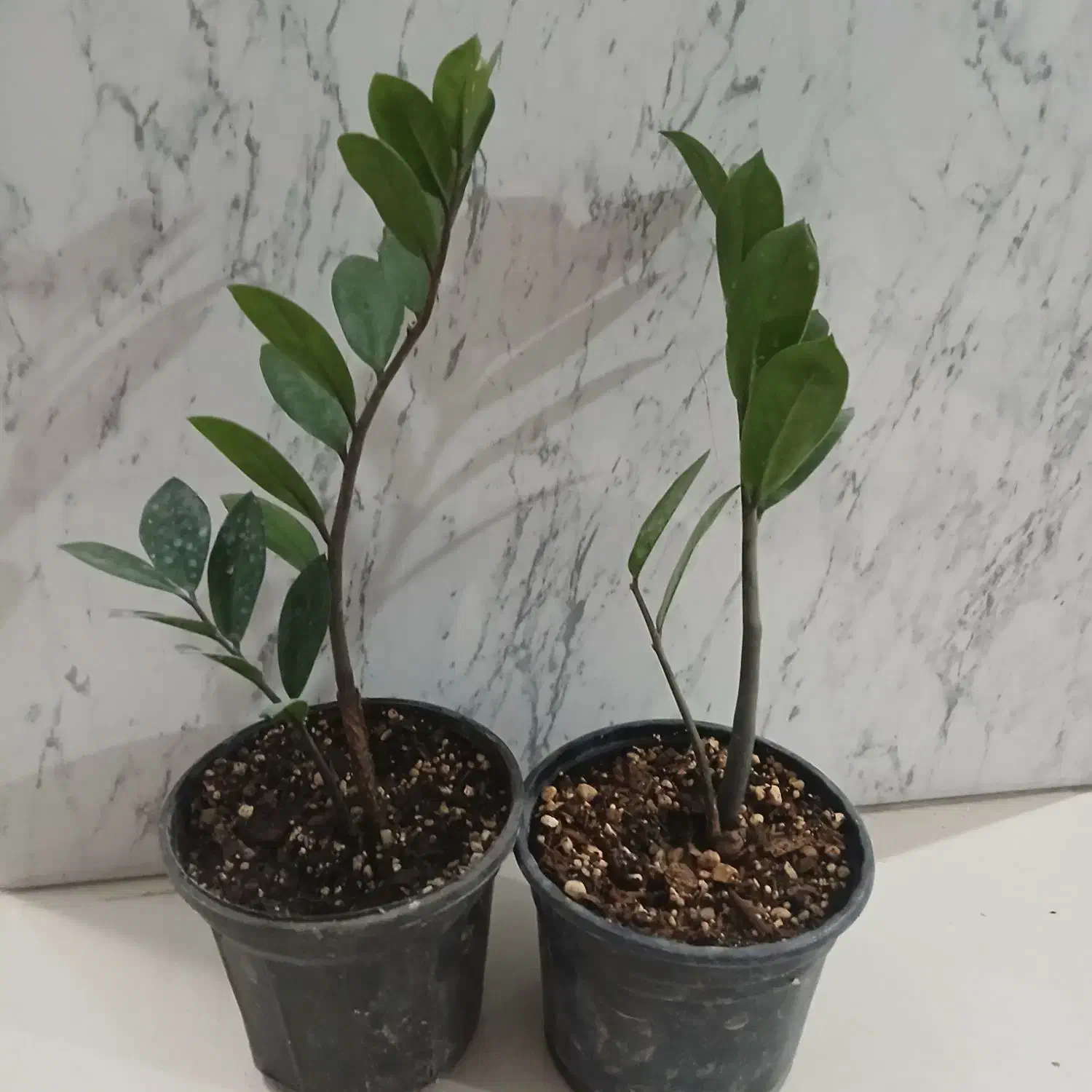 زامفولیا ۱۰۰|گل و گیاه طبیعی|سمنان, |دیوار