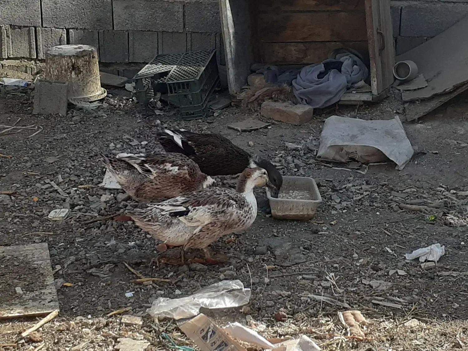 اردک محلی|حیوانات مزرعه|بومهن, |دیوار