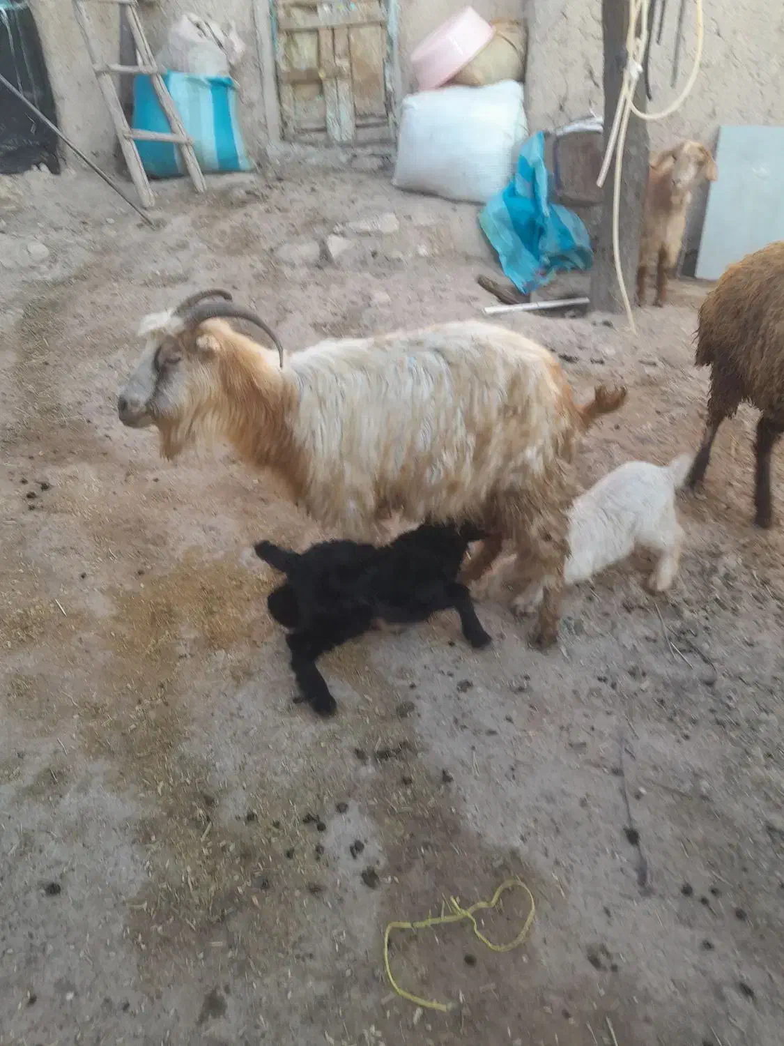 بز ماده|حیوانات مزرعه|ثمرین, |دیوار