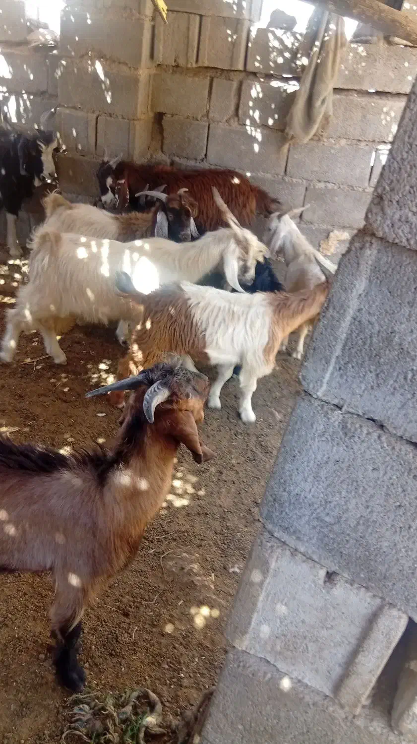 ده راس بره چاق پروار|حیوانات مزرعه|لنده, |دیوار