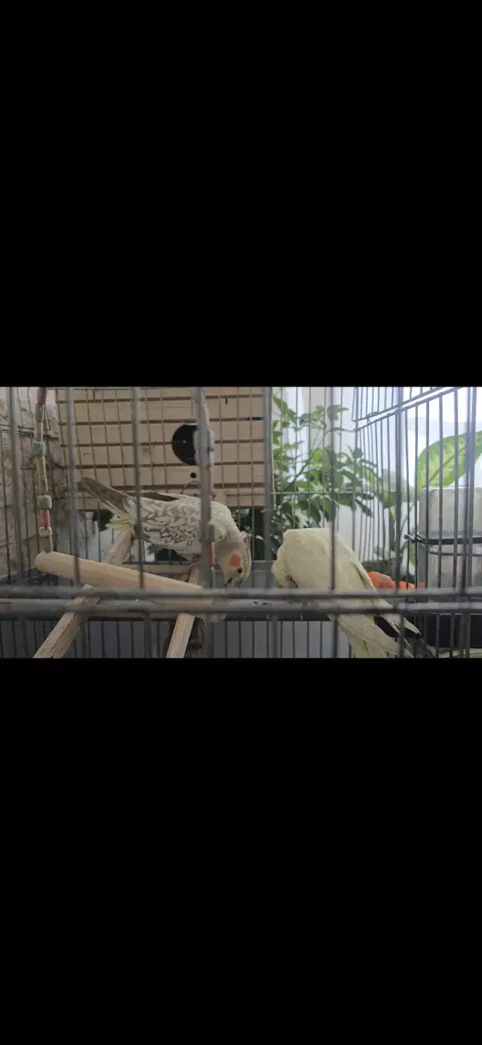 دوتا عروس هلندی|پرنده|جوانرود, |دیوار