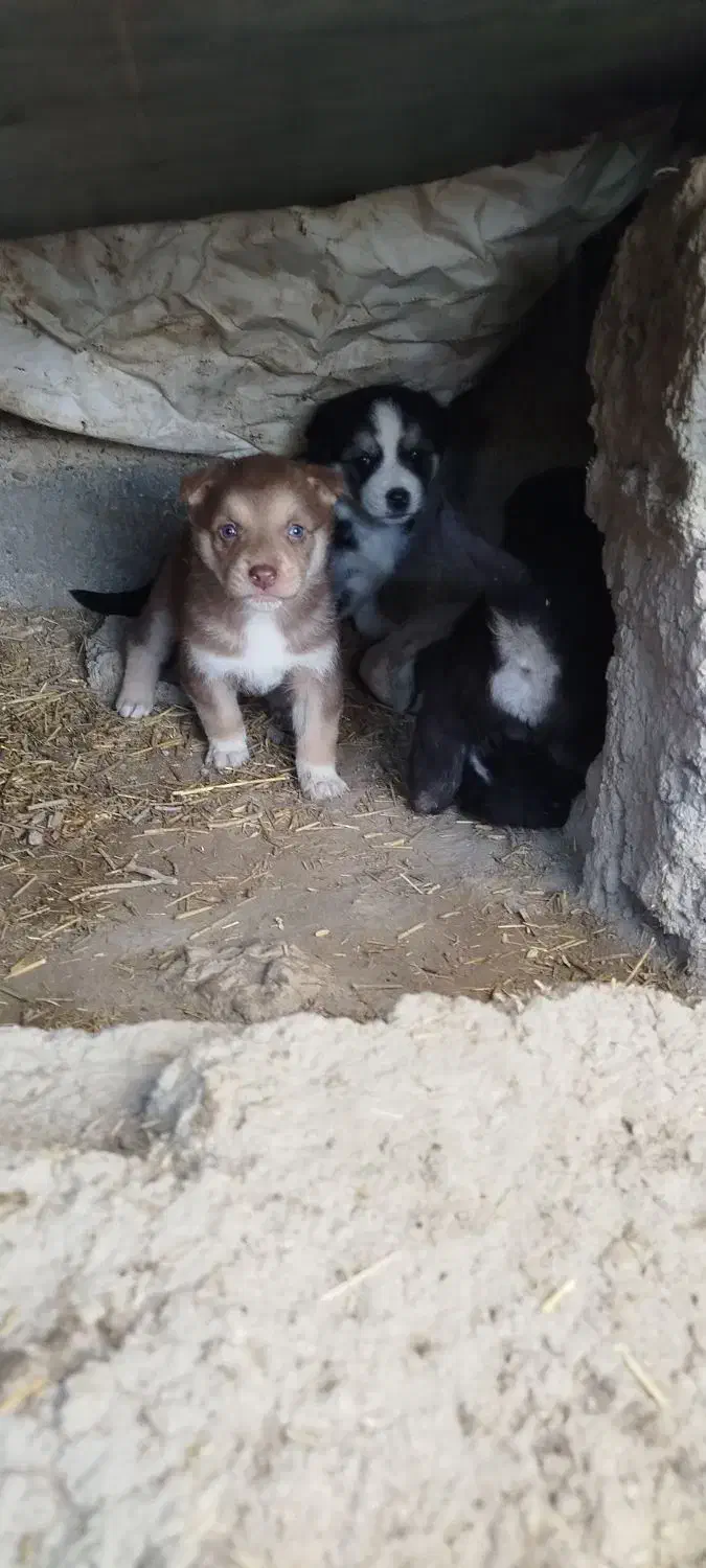 توله سگ|سگ|ماهیدشت, |دیوار